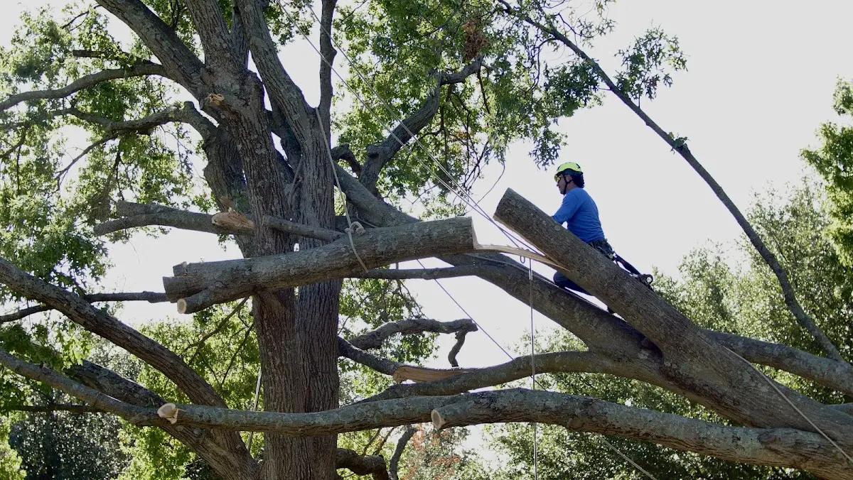 Professional Crown Thinning performed by certified arborists in Slidell