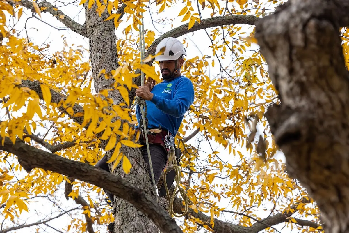 Skilled Tree Planting crew working in Slidell